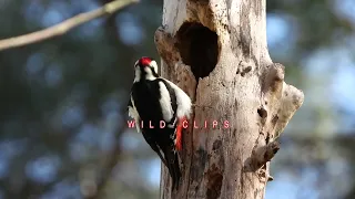 Drumming Woodpecker Black vs Great Spotted comparison | Dryocopus martius | Dendrocopos major