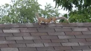 Squirrel jumping onto a feeder from a garage roof. By passing the squirrel proof baffles.  :-)