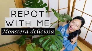 REPOTTING MONSTERA DELICIOSA + staking up and repotting tips