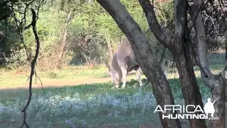 Cape Eland Bull Hunting in Namibia - AfricaHunting.com