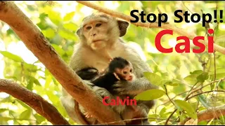 Stop Stop!!! Casi Hurt Baby Calvin Cuz Baby Calvin Crying to Request Milk From Casi