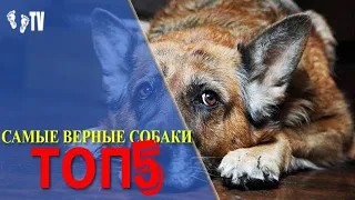 САМЫЙ ВЕРНЫЙ ПЕС | ТОП 5