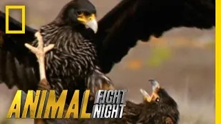 Rooks and Rookies | Animal Fight Night