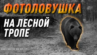 Фотоловушка на лесной тропе! Жизнь в лесу!