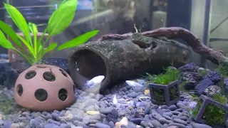 pleco fry & medaka eggs