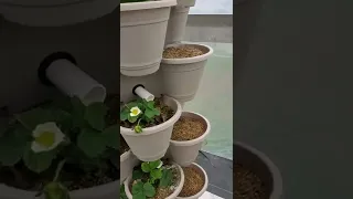 Dollar tree hydroponic strawberry tower update 20 day in.