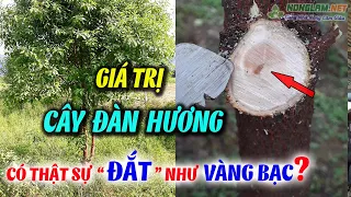 Cây Đàn Hương Có Giá Trị Như Thế Nào ? Giá Trị Cây Đàn Hương, Gỗ Đàn Hương VN