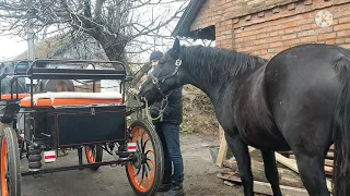 Брычка конная спортивная/прогулочная, запрягаем лошадей, прогулка в лес на лошадях.