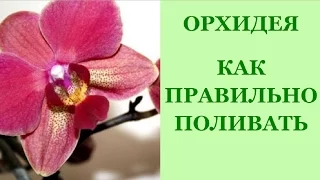 Орхидея Фаленопсис. Полив орхидей. Как часто поливать орхидеи