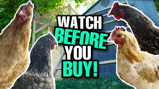 10 Things You MUST Know BEFORE Getting Chickens | Backyard Chicken Care For Beginners!