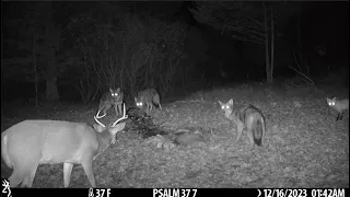 Best Trail Camera Videos of December 2023