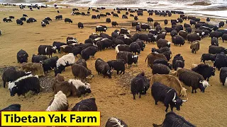 Tibetan Farmers Raise Millions Of Yaks This Way - Farming Documentary