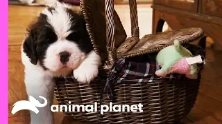 St. Bernard Puppies Pile On The Pounds In Their First Few Weeks Of Life! | Too Cute!