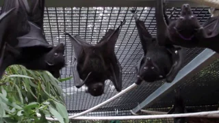 Scary tree branch frightens baby bats