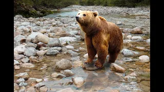 Majestic Bears in the Wild | Brown Bear | Beautiful Bear  Dangerous animals In the world