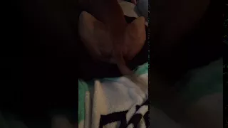 Wagging vizsla tail