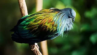 10 Most Beautiful Pigeons In The World