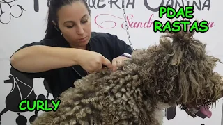 PDAE RASTAS (PERRO DE AGUAS)