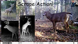 Whitetail Deer Buck Scrape Activity (40 Hours at 3 Trail Cam Sites)