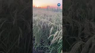 Xorazm sholi dalalari/Uzbekistan rice fields