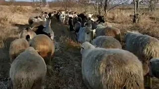 Отара овец и коз идёт на кошару