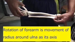 Rotation of forearm is movement of radius around ulna as its axis