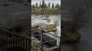 Inside a fish ladder.