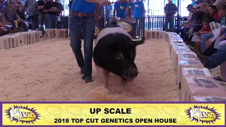 Top Cut Genetics | Up Scale Exotic Boar | 2018