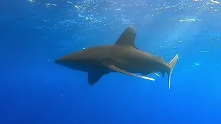 Longimanus at Daedalus Reef - Red Sea, Egypt