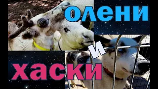 Северные олени & хаски в Карелии. Renne & husky sibérien Aventures en Carélie