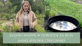 Lustro wodne za grosze | sadzę seslerie jesienne i trzcinniki krótkowłose