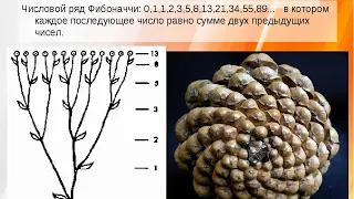 Числа Фибоначчи. Золотое Сечение,  строение ДНК, как строится время, футбол, Ряд Фибоначчи Тайна