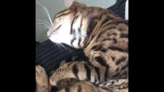 Chatty Bengal Cat Talks As She Falls Asleep