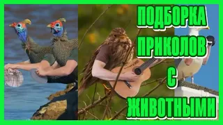 Приколы с Животными #13 😸 Если бы у птиц были руки 😸 Подборка