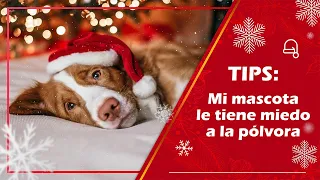 ¡TIPS! 👀 Mi mascota le tiene miedo a la pólvora 🎆🎇 - AlejAconseja