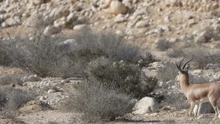 Dorcas gazelle (Gazella dorcas) / צבי מדבר