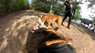 Belgian Malinois Corrects American/English Bulldog At The Lake