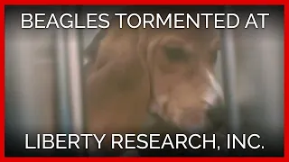 These beagles were tormented by Liberty Research, Inc.