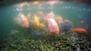 GoPro Underwater Test