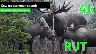 Cow moose moan sounds Moose Videos