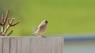 Watch what this sparrow does