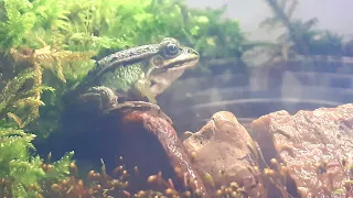 террариум для #лягушки/ How to make a #terrarium out of a #frog container with an artificial pond.