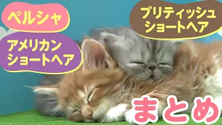 【アメリカンショートヘア】【ブリティッシュショートヘア】【ペルシャ】　猫ちゃんのまとめ動画　かわいい　子猫