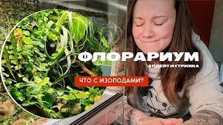 Флорариум: растения, мокрицы изоподы, содержание, уход, лампы, чем кормить и как стричь