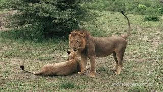Lion love couple, mating in front of killed giraffe