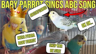 Baby Budgie Parrot Sings ABC Song | Baby Budgie Parrot Ne ABC Song Gaya ❤️