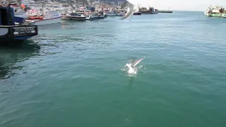 Kalk Bay one morning