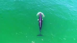 What's in the Water - Cape Cod Drone Footage - Sharks, Seals, Whales, and More 4K