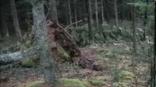 Land Rover in the woods after the storm