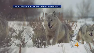 Wolf Reintroduction Debate Heats Up In Colorado